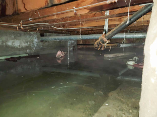 Best Water damage restoration near me  in Summerville, SC