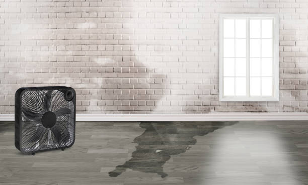Best Basement water damage restoration  in Summerville, SC